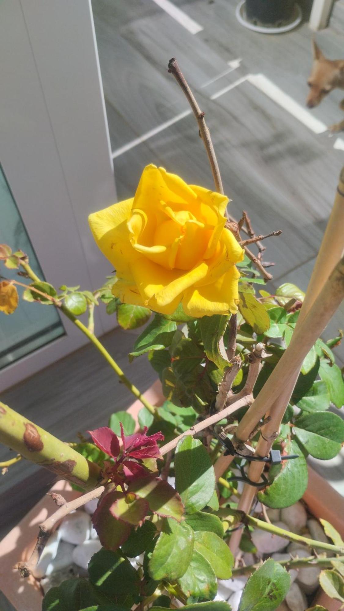 Dimora Forgione B&B - 피에트렐치나 외부 사진